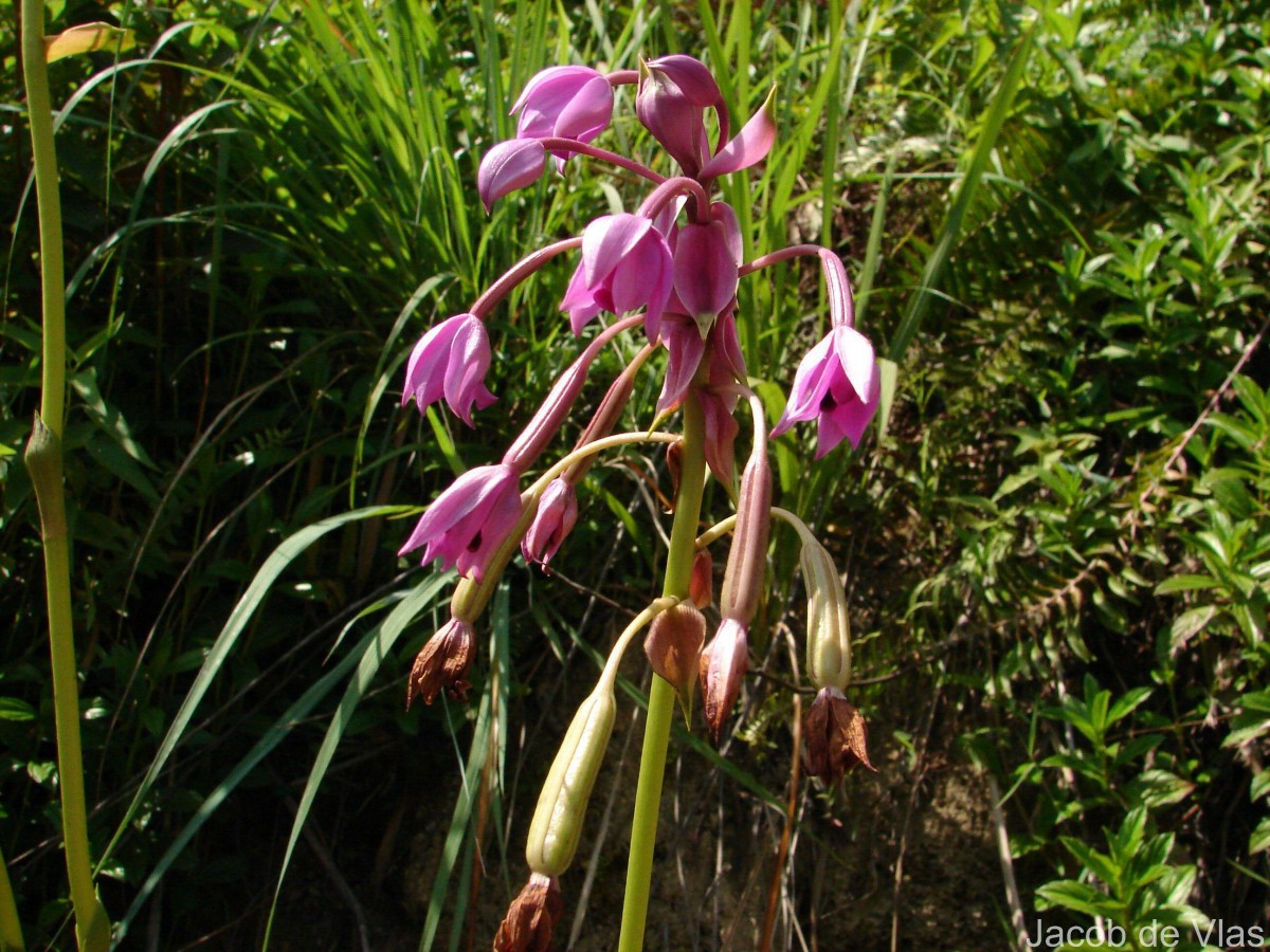 Spathoglottis plicata Blume